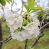 Flowering Cherry tree