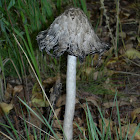 Inkcap 