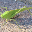 Katydid