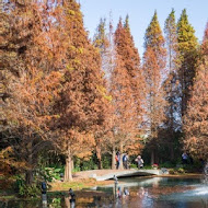 菁芳園 Tenway Garden／花園餐廳／落羽松