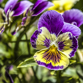 colorful flower ... by Mustafa Gulzari - Flowers Flower Arangements