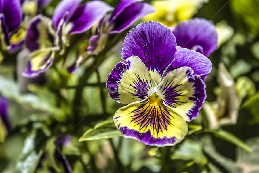 colorful flower ... by Mustafa Gulzari - Flowers Flower Arangements