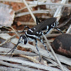 Zebra Spider Wasp
