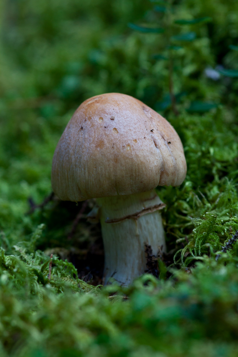 Gypsy Mushroom