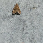 Buttoned snout moth