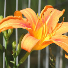 Day lily