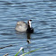 Red-knobbed Coot