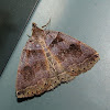 Variable Zanclognatha Moth