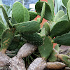 Prickly pear Cactus