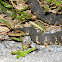 Florida Banded Water Snake