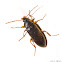 Comb Claw Beetle