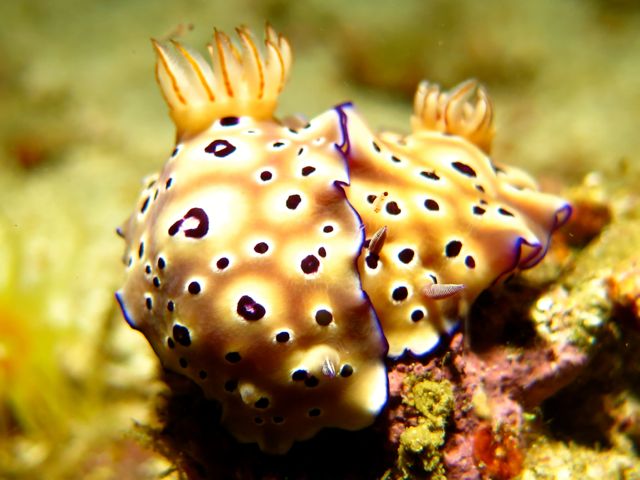 Nudibranch