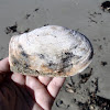 NZ geoduck shell