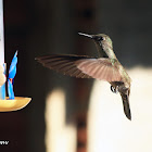 Beija-flor cinza (Sombre Hummingbird)