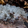 Tremella fuciformis