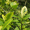 Cape jessamine / White gardenia