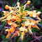 Yellow fringed orchid?