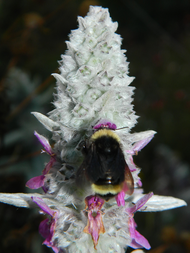 California Bumble Bee