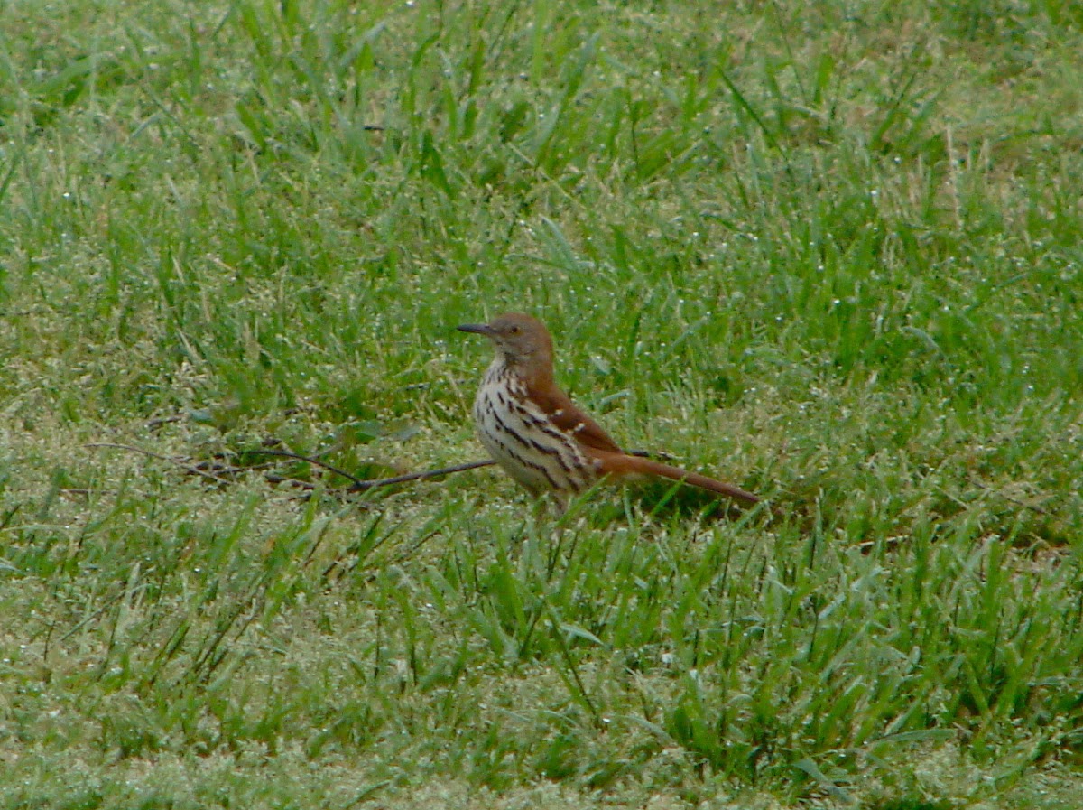 Brown Thrasher