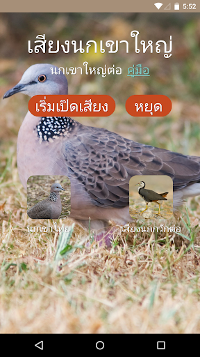 เสียงนกเขาใหญ่