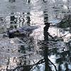 North American Beaver