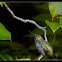 Berylline Hummingbird