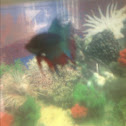 Betta Crowntail (male)