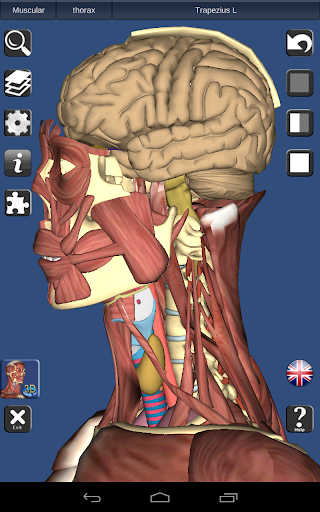 3D Bones and Organs (Anatomy)  screenshots 12