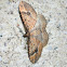 Acodia moth