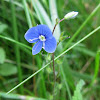 Germander Speedwell