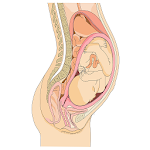 Pregnancy Health and Fitness Apk