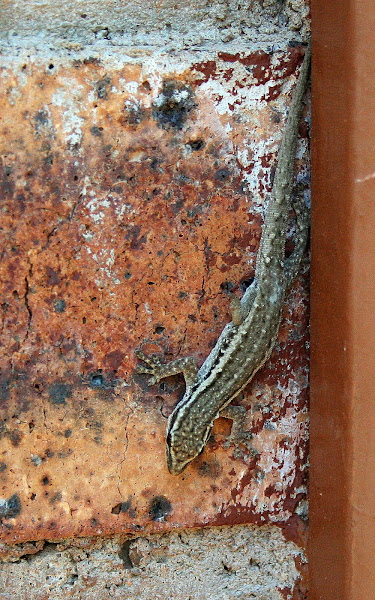 cape-dwarf-gecko-project-noah