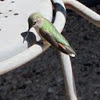 Broad-tailed Humminbird