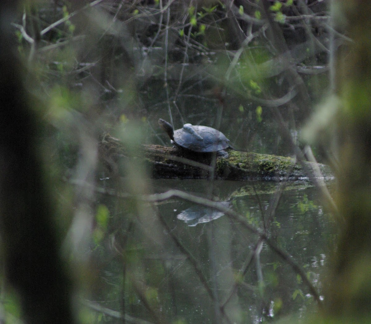 Western Pond Turtle