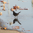 European Black bird(melro comum)
