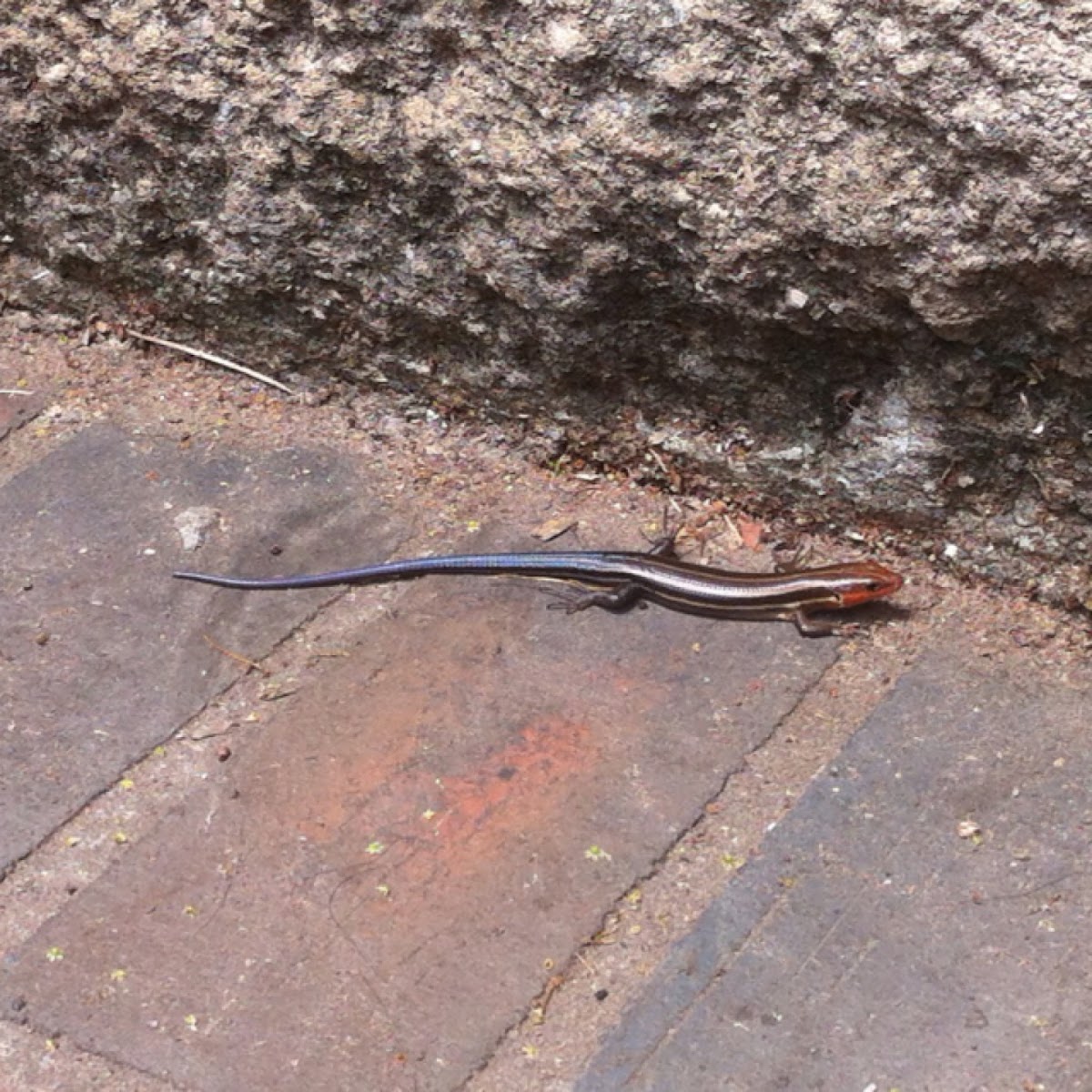 Five-lined skink