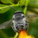 Megachilid Bee (male)