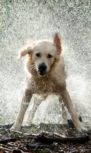 アメージング犬の壁紙