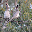 Indian Grey Hornbill - Pair
