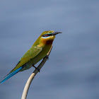 Blue tailed bee eater