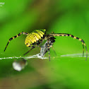Signature spider with catch