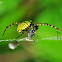 Signature spider with catch
