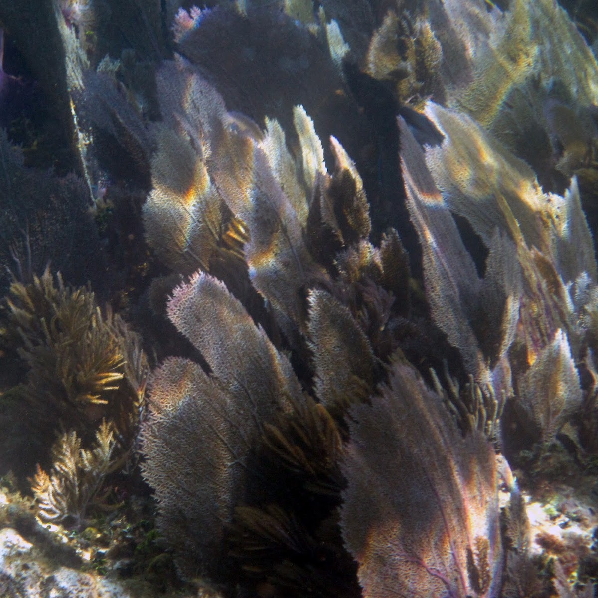 Common sea fan