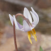 White Fawnlily or White Trout Lilly