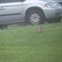 Eastern cottontail rabbit