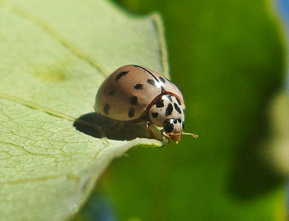 Ashy Gray Lady Beetle / UC Statewide IPM Program (UC IPM)