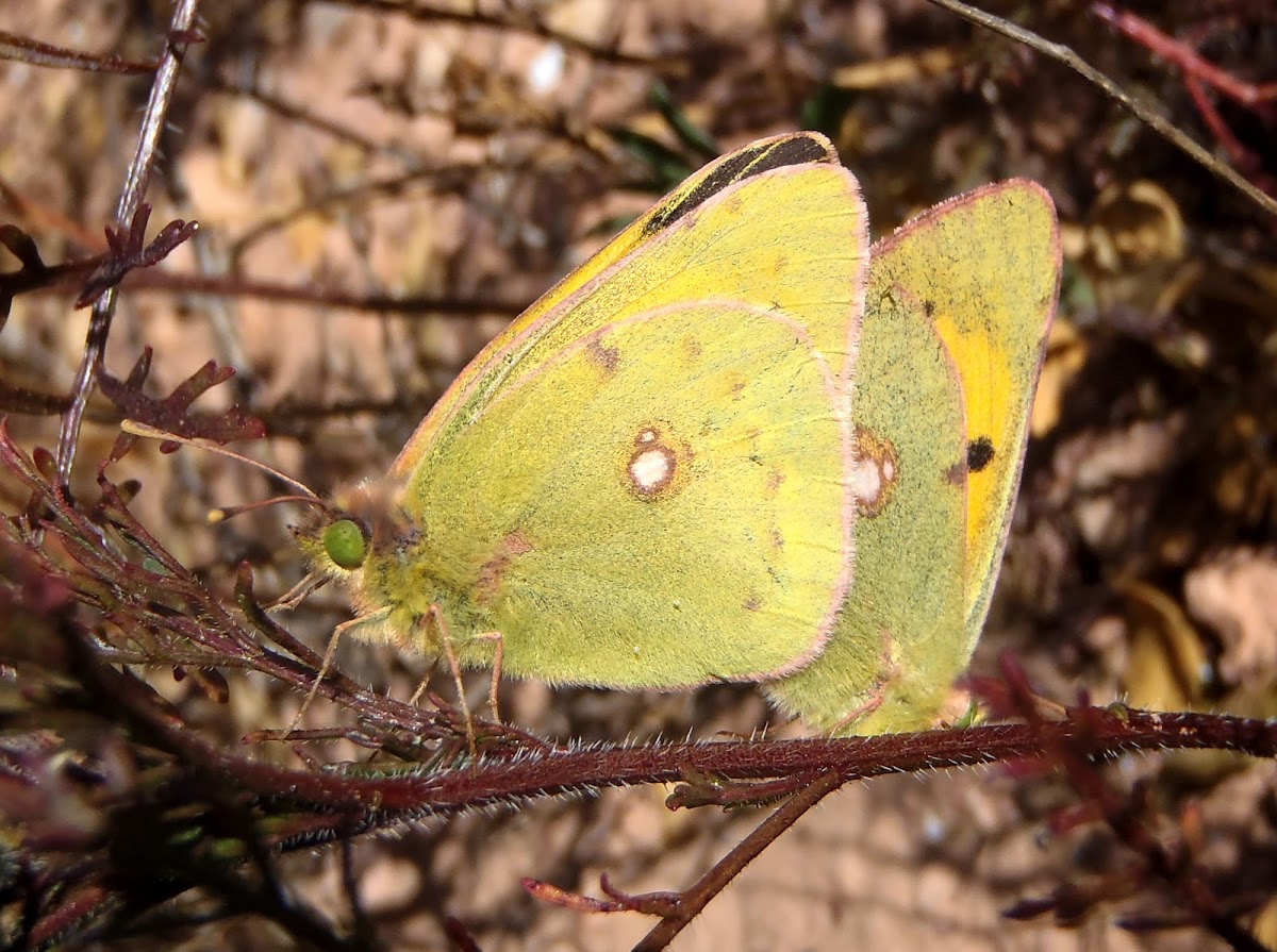 Mariposa colias, butterfly
