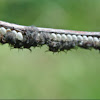 Insect Eggs (larvae hatching)