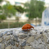 Bryony Ladybug