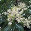 Pacific Madrone (flowers)